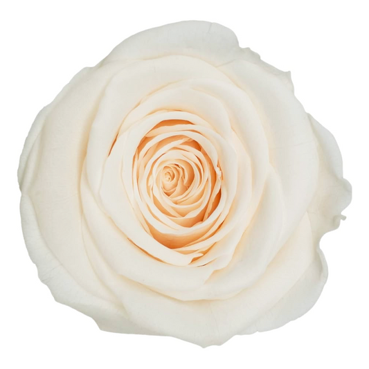 Beige Eternal Rose