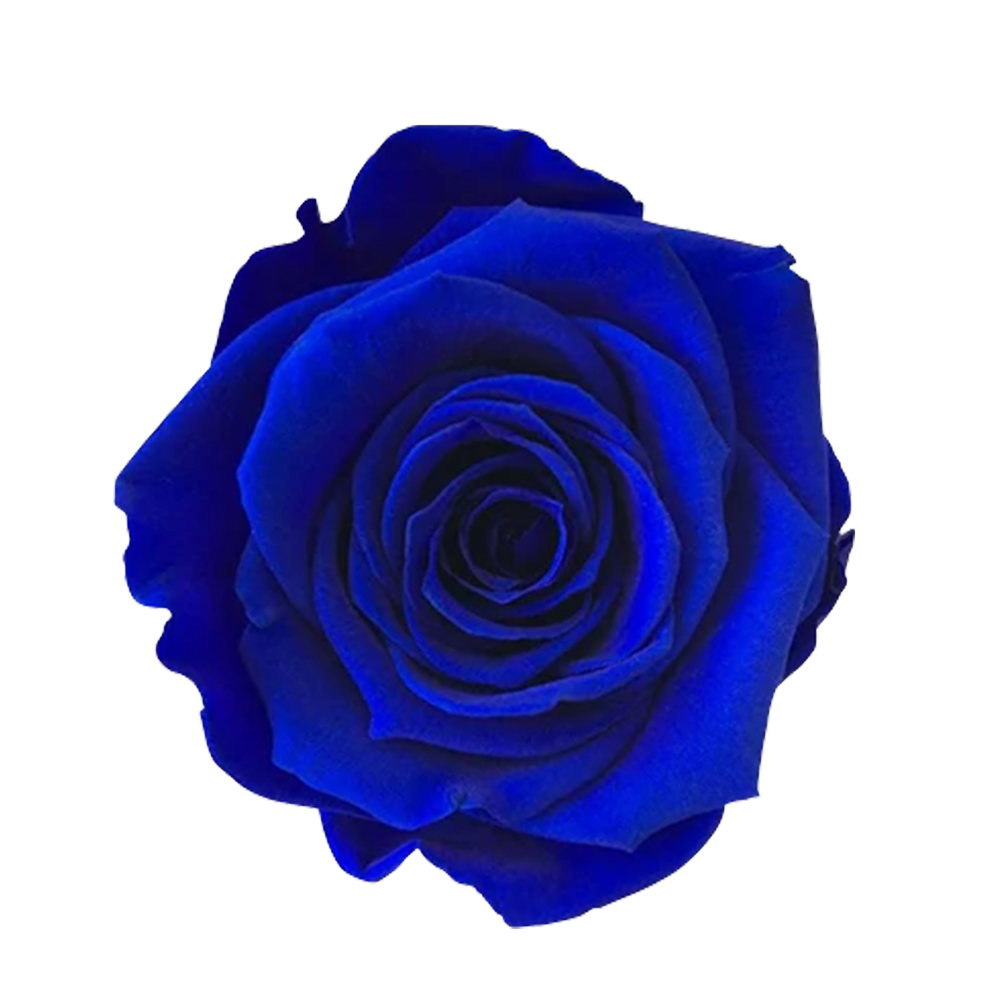 Klein Blue eternal rose