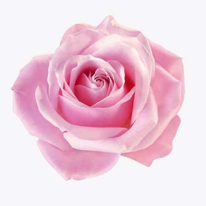 Sweet Pink Eternal Rose