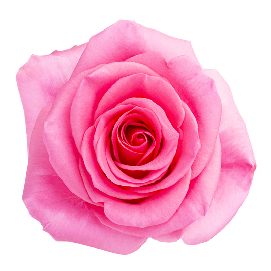 Sakura Pink Eternal Rose