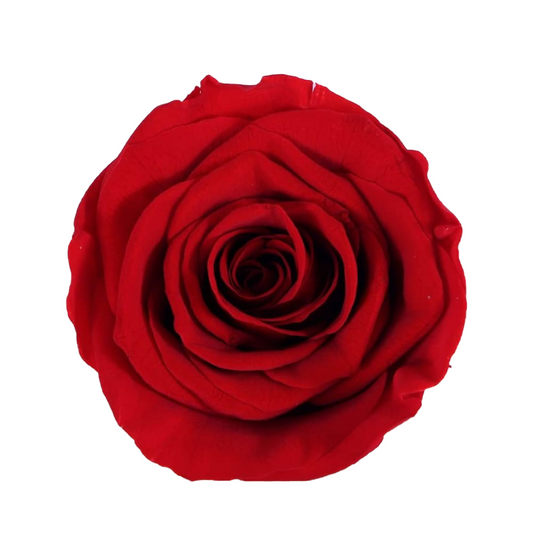 Red Eternal Rose