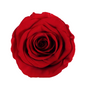 Red Eternal Rose